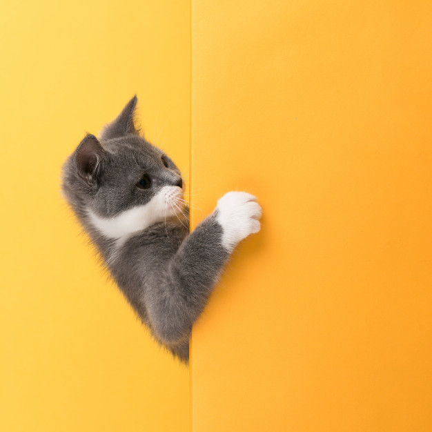 cute-little-gray-cat-yellow-looks-plays-buisiness-copyspace_89381-2445
